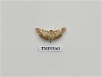 藏品(螟蛾350)的圖片